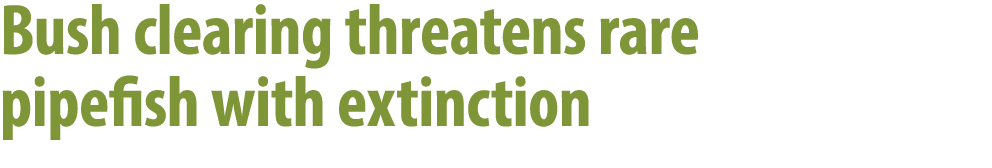 Bush clearing threatens rare pipefish with extinction