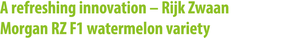 A refreshing innovation – Rijk Zwaan Morgan RZ F1 watermelon variety