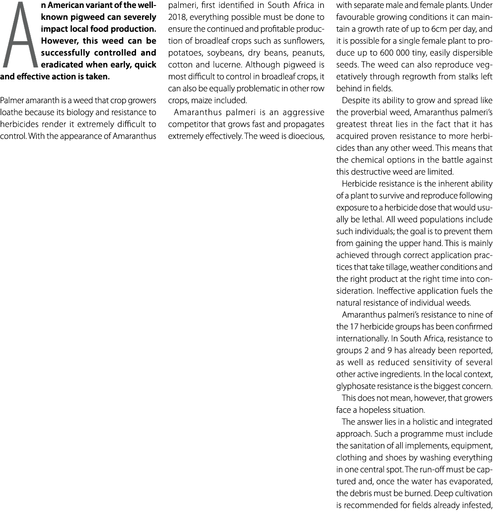 An American variant of the well known pigweed can severely impact local food production. However, this weed can be su...