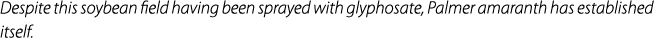 Despite this soybean field having been sprayed with glyphosate, Palmer amaranth has established itself.