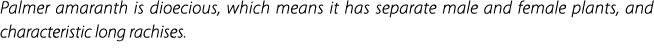 Palmer amaranth is dioecious, which means it has separate male and female plants, and characteristic long rachises.