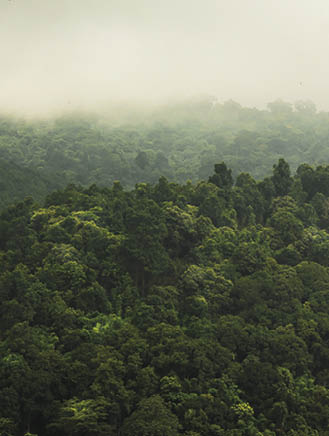 landscape of  Rain forest in Thailand
