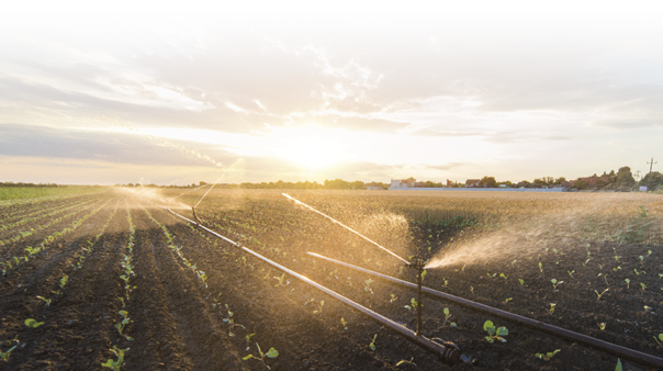 Irrigation system watering a crop of soy beans at field
