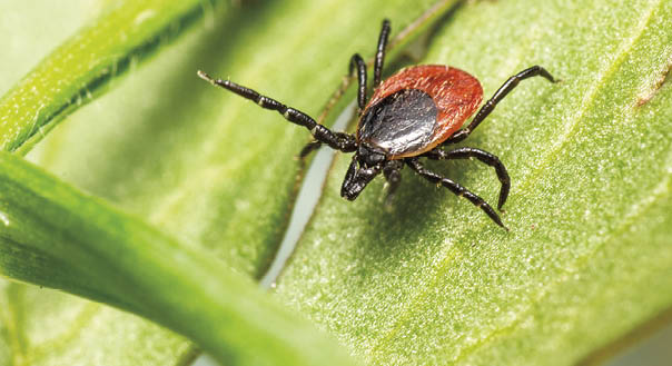 Free stock photo of animal, arachnid, arthropod