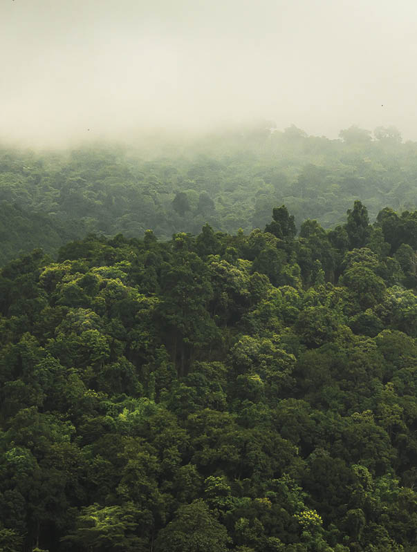 landscape of  Rain forest in Thailand