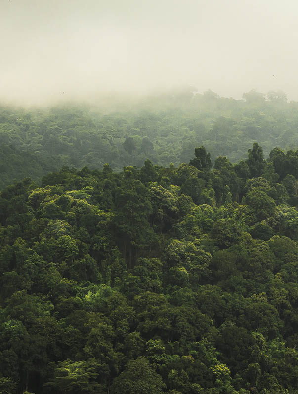 landscape of  Rain forest in Thailand