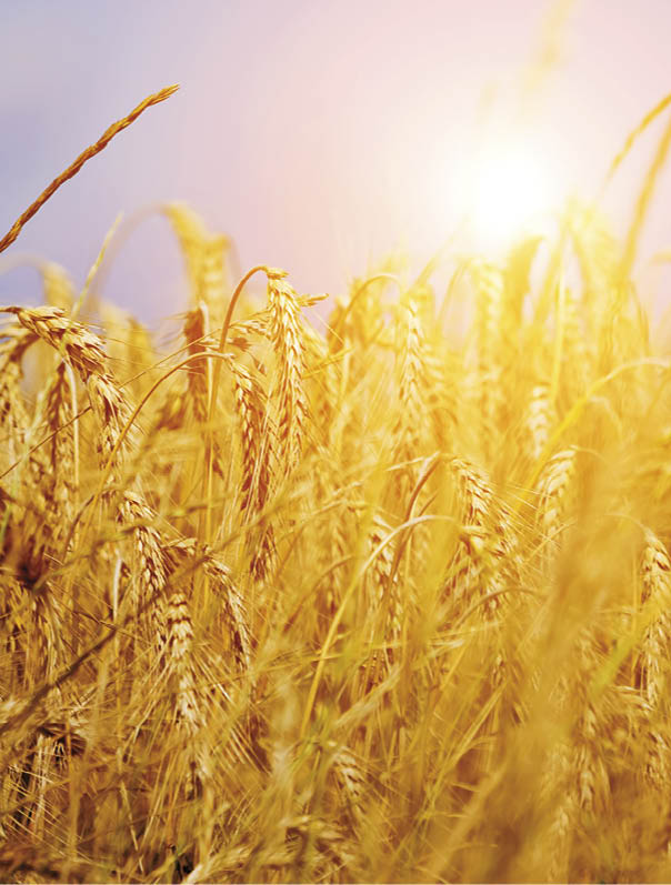 Sunny wheat field close-up. Agriculture background, golden sunset