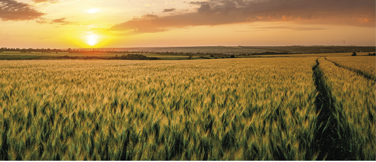 Summer agricultural landscape with wheat field and clouds on beautiful evening, farmland panorama view