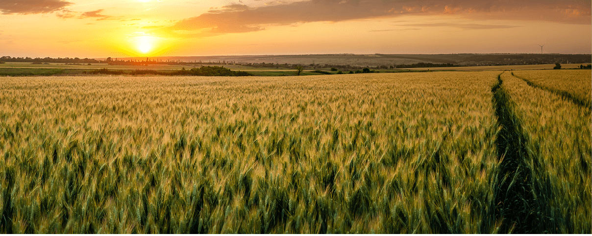 Summer agricultural landscape with wheat field and clouds on beautiful evening, farmland panorama view