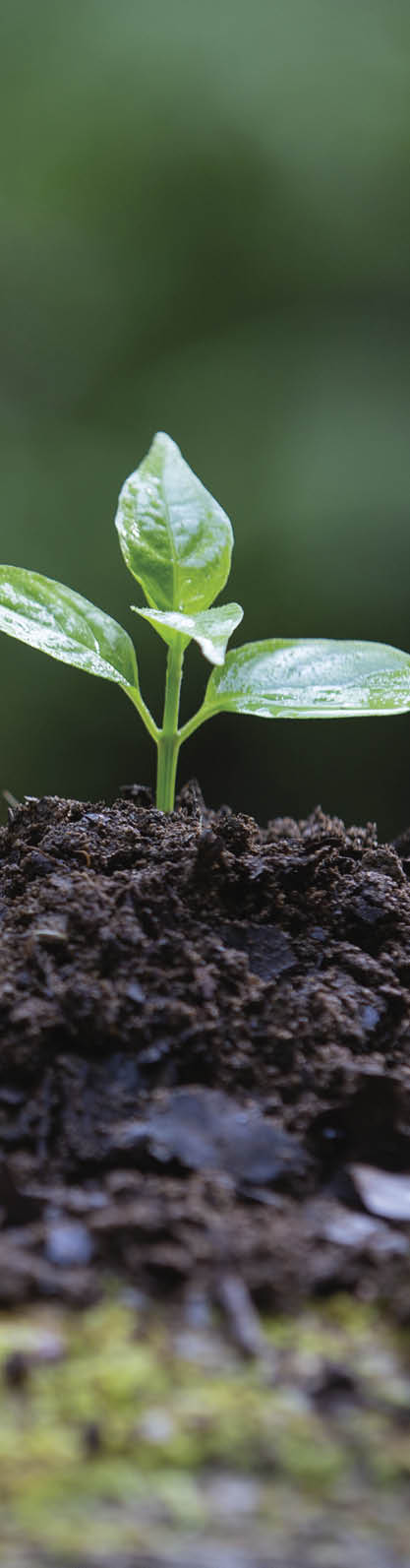The sapling that grows from the ground has a natural background.