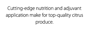 Cutting edge nutrition and adjuvant application make for top quality citrus produce.