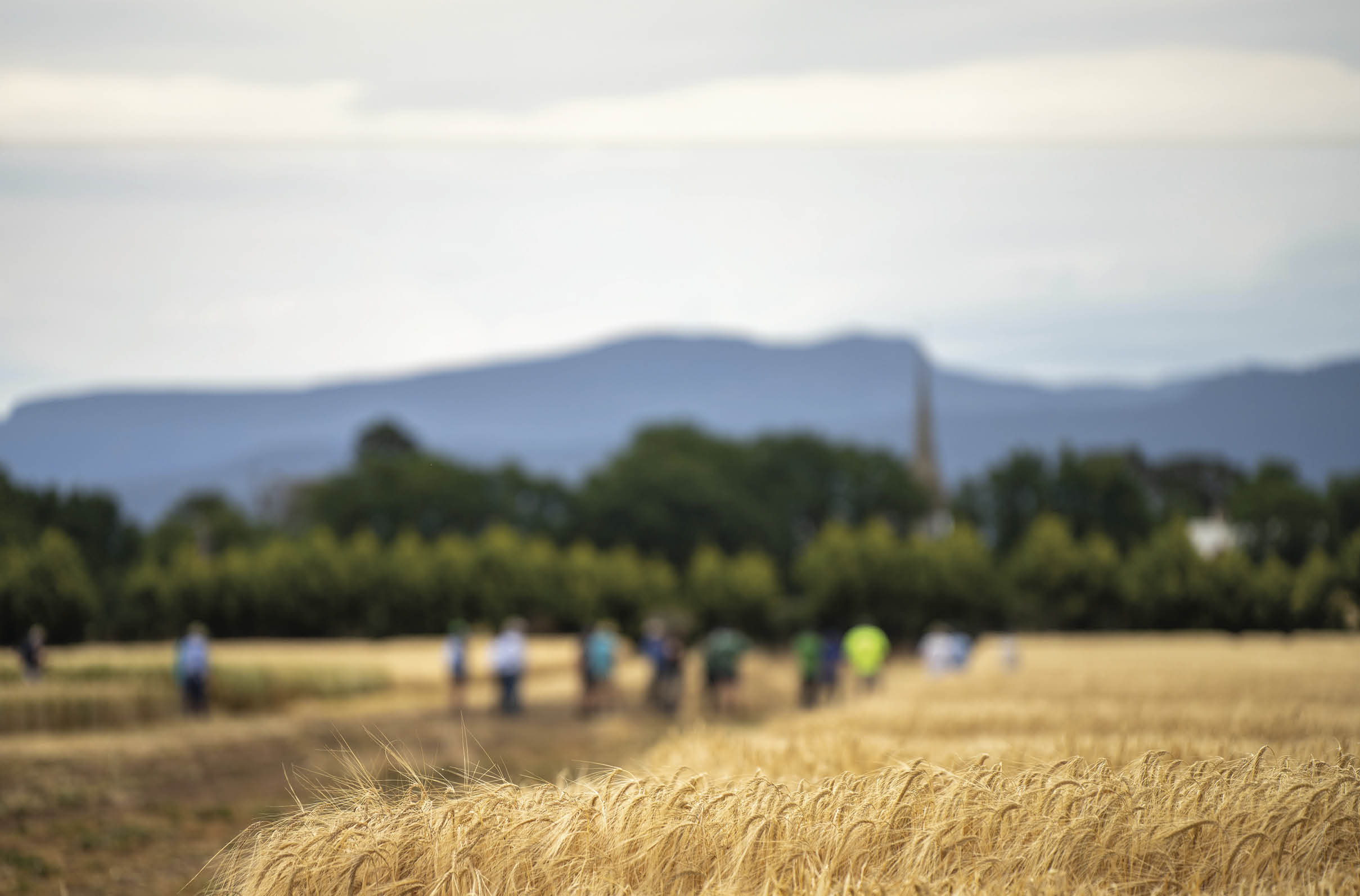 agricultural field day with a group of farmer growing wheat and barley cereal crops. learning about agriculture practices in australia