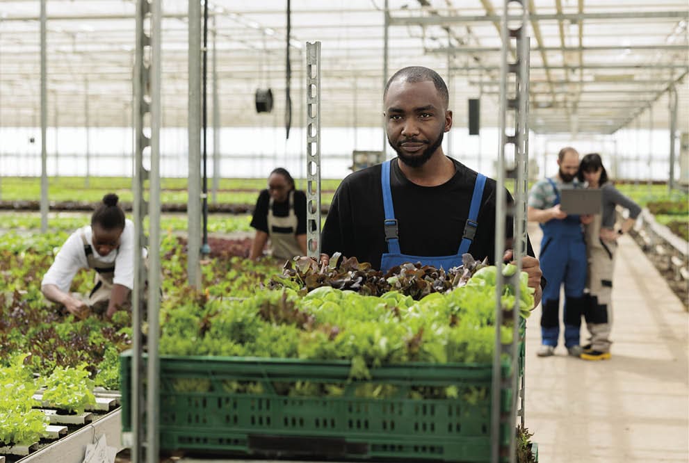 Busy group of farm workers cultivating healthy nutritious organic bio vegetables in sustainable pesticide free greenhouse. Farmer pushing cart full of locally certified eco friendly leafy greens