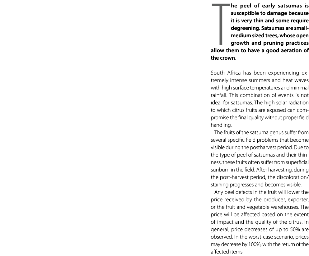 The peel of early satsumas is susceptible to damage because it is very thin and some require degreening. Satsumas are...