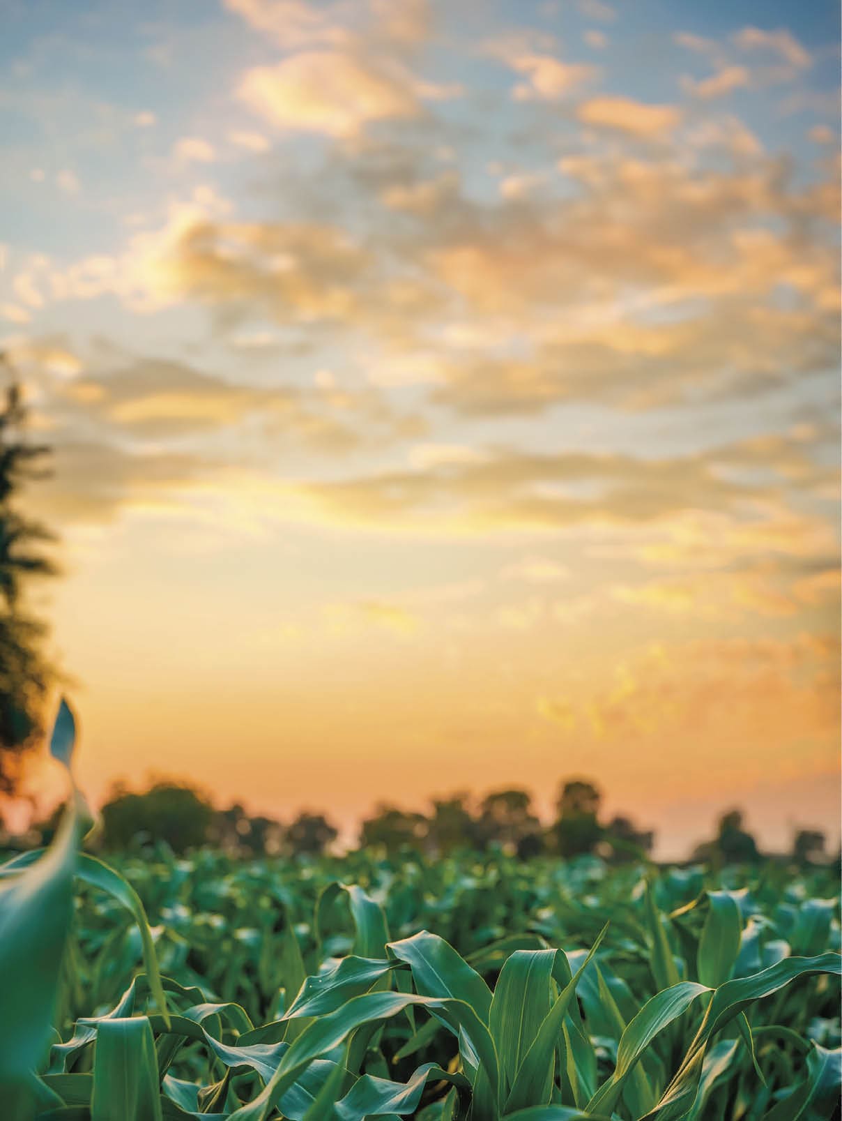 Green sorghum agriculture field with sky background.