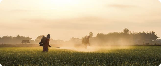 Farmers are spraying the leaves with liquid fertilizer sprayed onto the seedlings to spread green space.