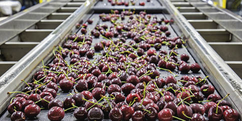 Red ripe cherries on a wet conveyor belt in a packing warehouse for export