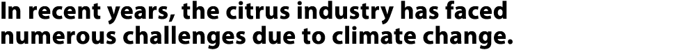 In recent years, the citrus industry has faced numerous challenges due to climate change. 