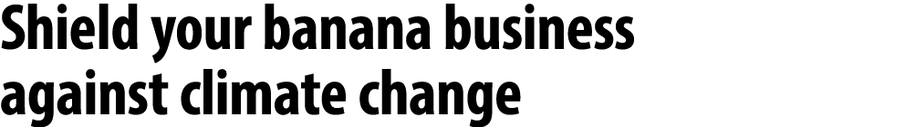 Shield your banana business against climate change 