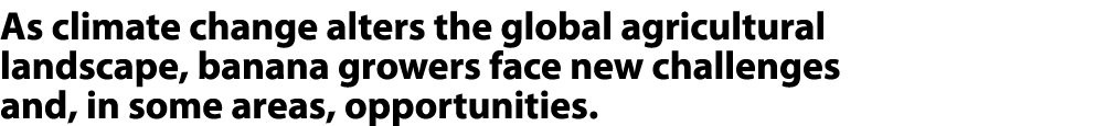 As climate change alters the global agricultural landscape, banana growers face new challenges and, in some areas, op...