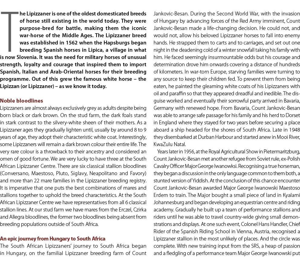 The Lipizzaner is one of the oldest domesticated breeds of horse still existing in the world today. They were purpose...