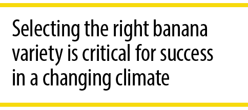 Selecting the right banana variety is critical for success in a changing climate