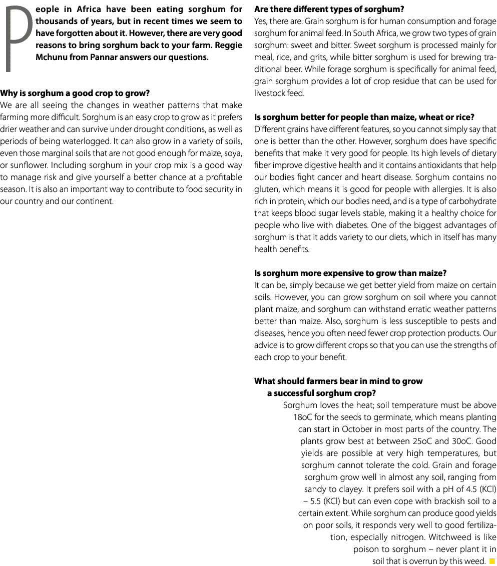 People in Africa have been eating sorghum for thousands of years, but in recent times we seem to have forgotten about...