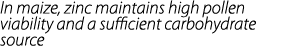 In maize, zinc maintains high pollen viability and a sufficient carbohydrate source
