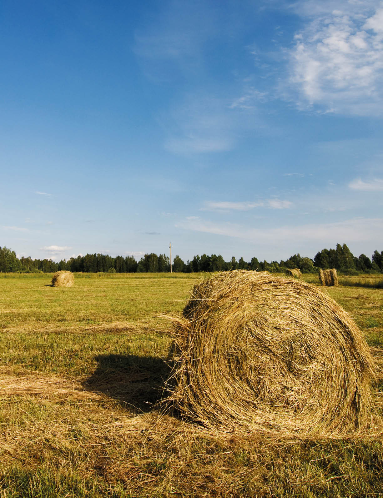 Field with rolled hayricks on it