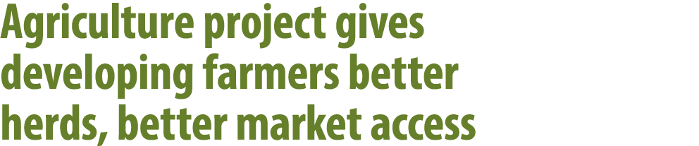 Agriculture project gives developing farmers better herds, better market access 