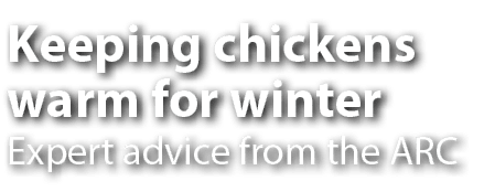Keeping chickens warm for winter Expert advice from the ARC