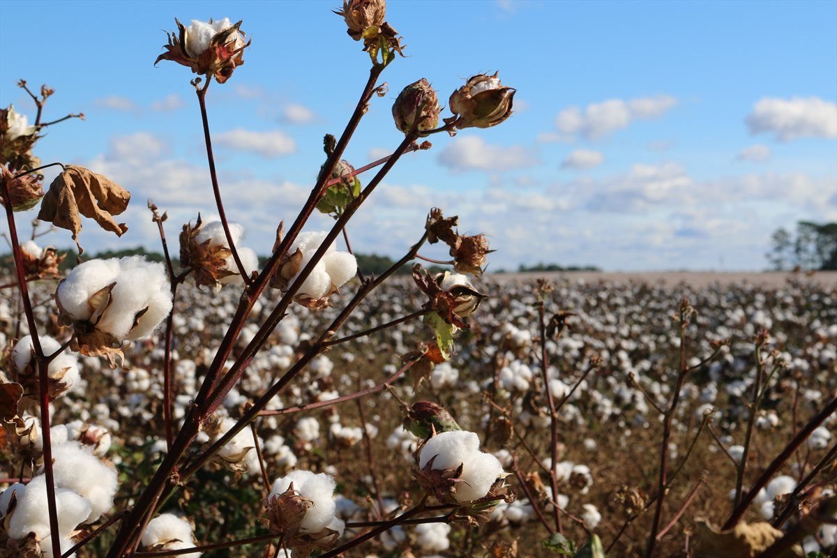 Cotton: A golden opportunity for South Africa?