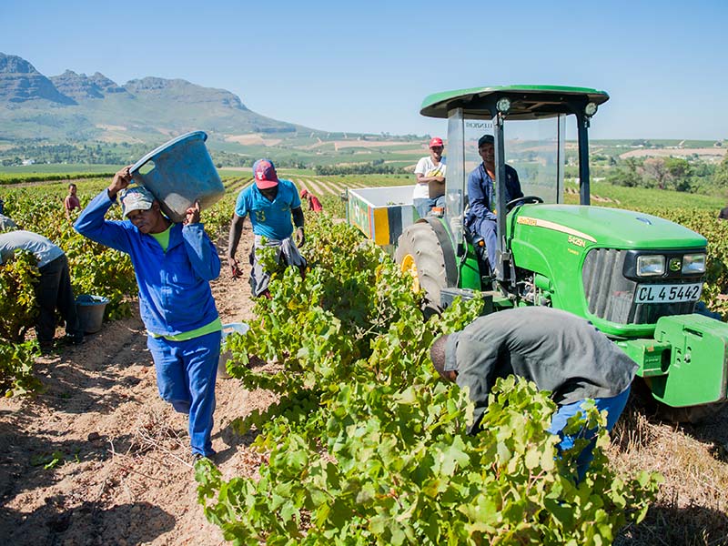 SA agricultural employment down 8% year-on-year in Q4