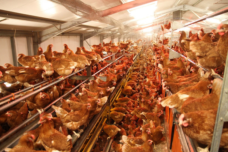 AVIAN FLU DETECTED IN GAUTENG - WESTERN CAPE ON ALERT