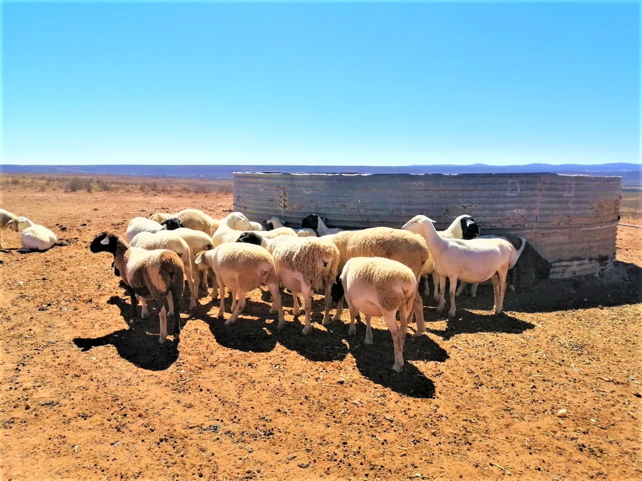 FARMERS IN DROUGHT STRICKEN AREA RECEIVE FODDER SUPPORT