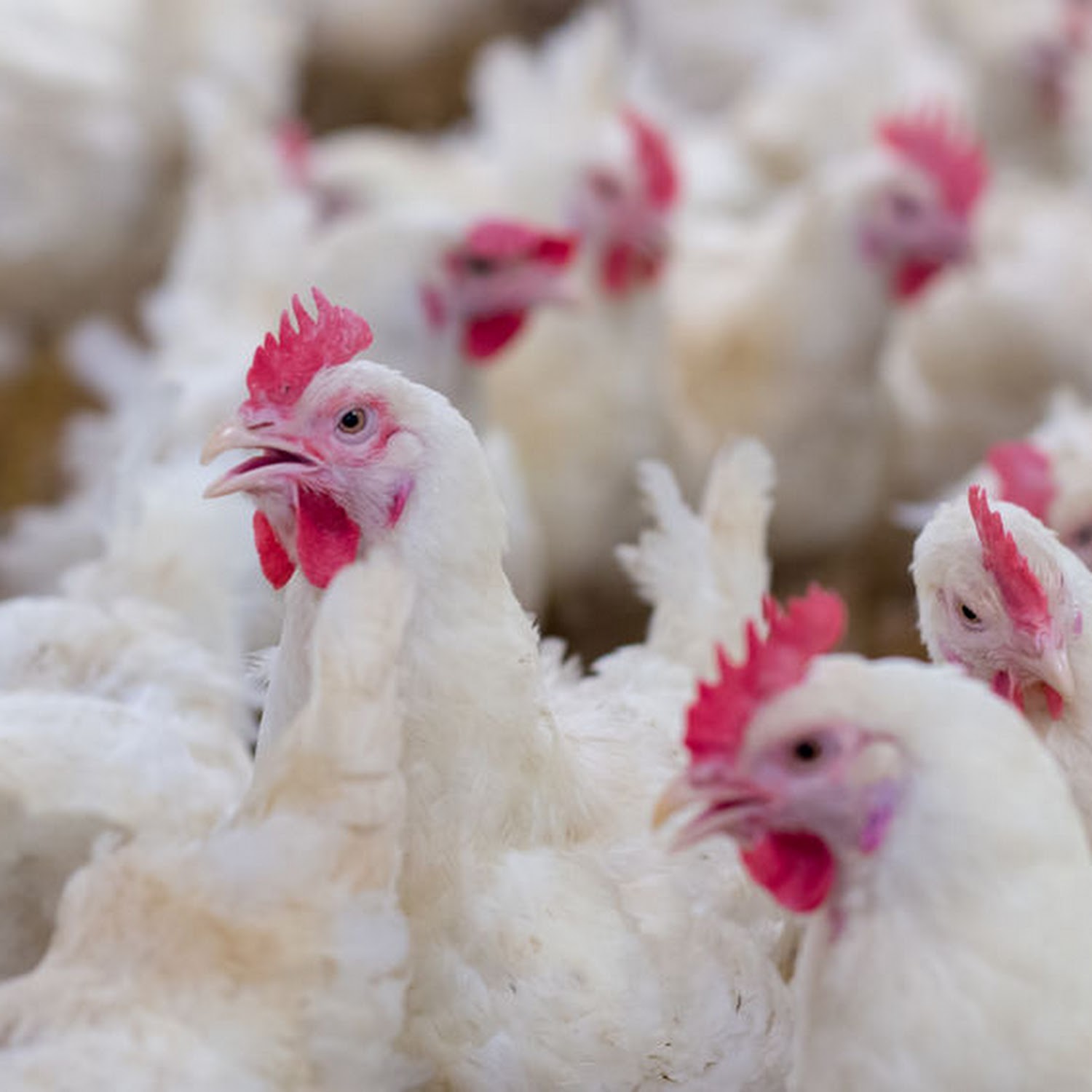 No new avian influenza outbreaks reported