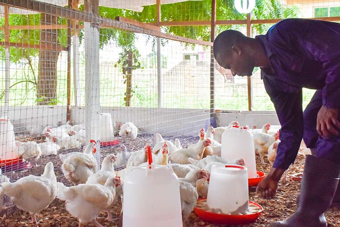 WPF releases training video series for Africa's poultry farmers