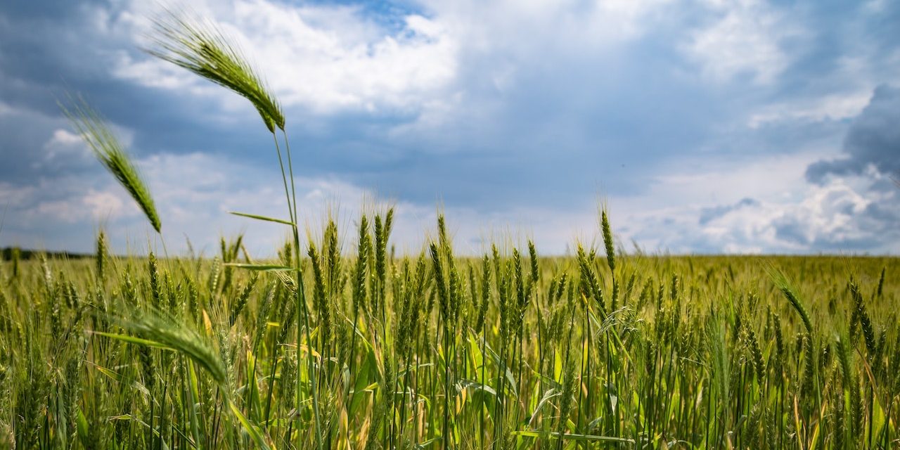 Africa Agri-foods Development Programme