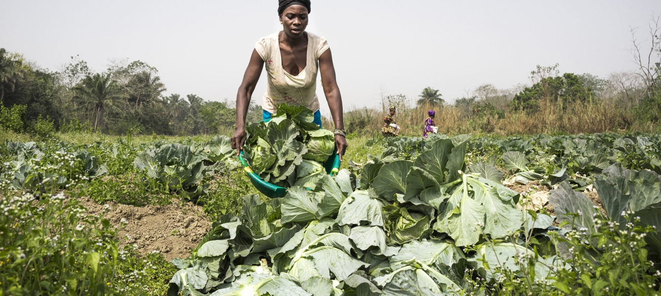 Feeding Africa from Africa: Smallholder farmers to leverage on AfCFTA