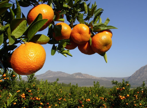 South African citrus en route to Philippines after 12 years of negotiations