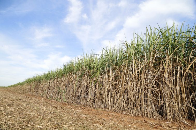 IDC relief funding provides vital lifeline to SA canegrowers