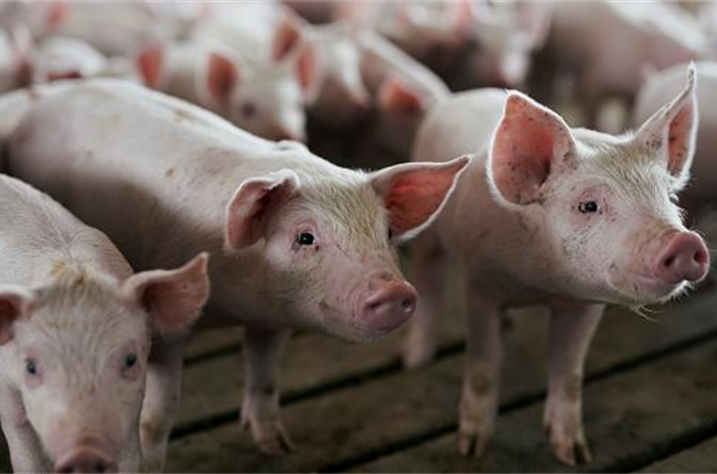 African swine fever detected in Southern Cape