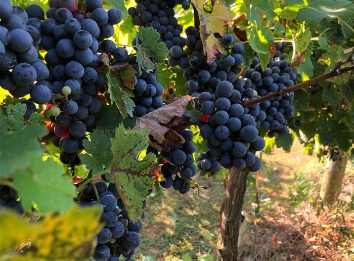 SA wine producers expect smaller crop as harvest commences