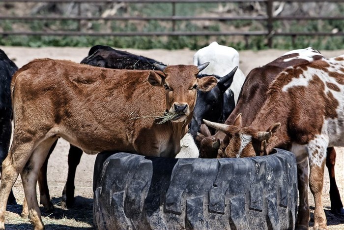 Vaccination campaign to manage FMD outbreak in KZN