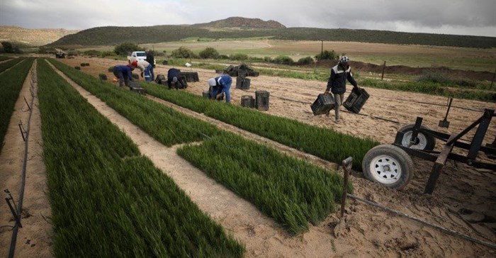 Farming boosts SA's fourth-quarter GDP growth